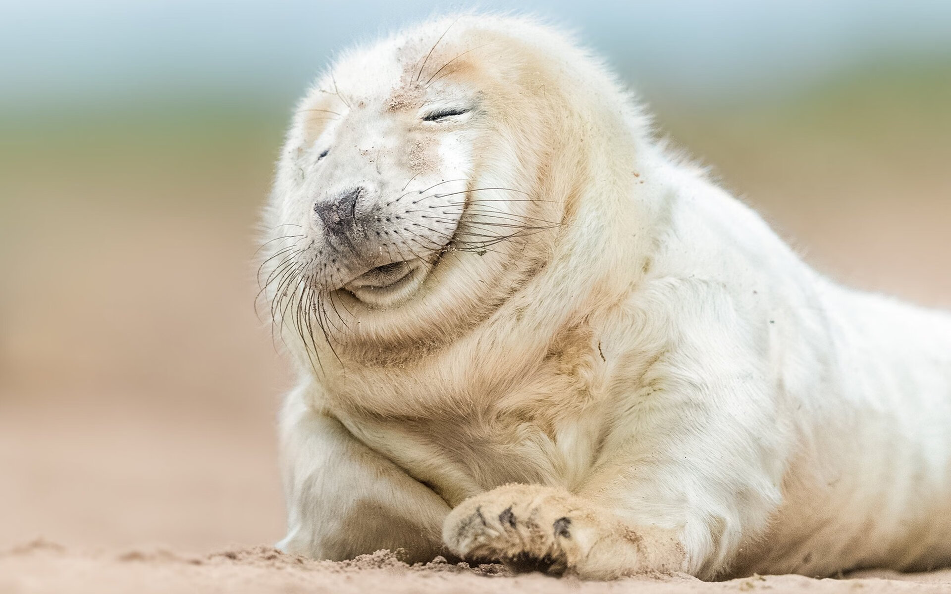 _魔术队迎来重要胜利,球迷欢呼雀跃_,魔术队官网