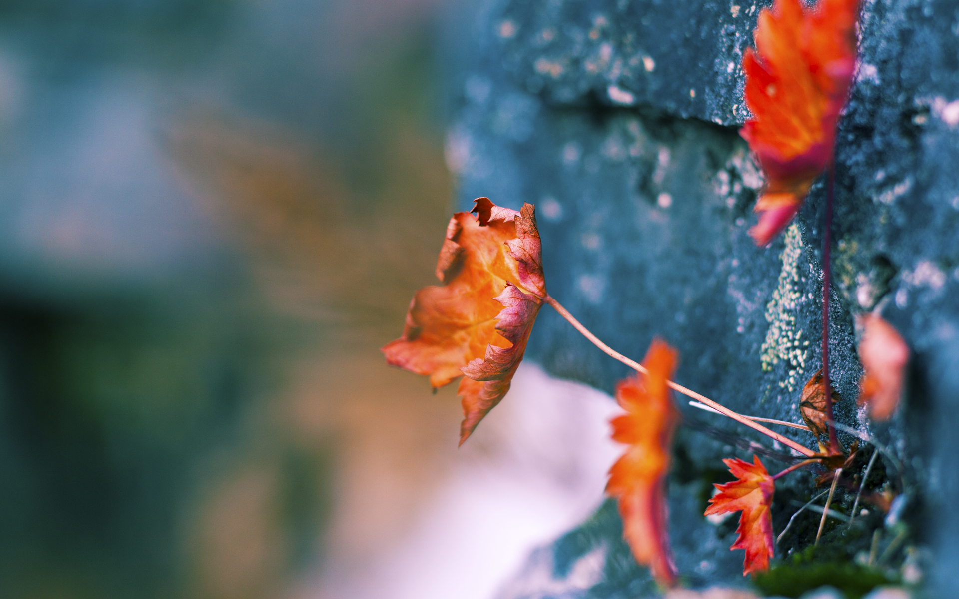 “未来已至:智能赛车引领极速新纪元”,中国智能车未来挑战赛参赛学校