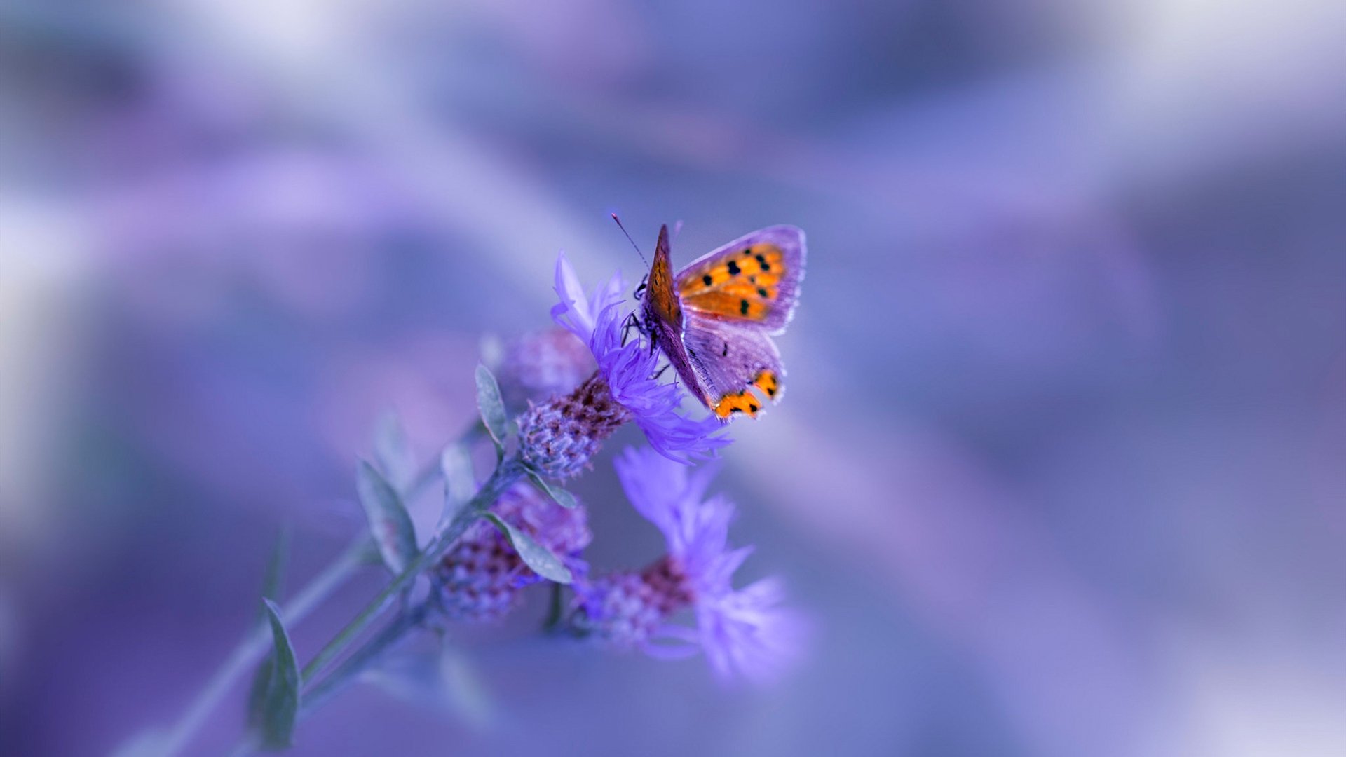 开云网页版登录入口-【攻防大战】投手防线与打线火力正面对决，投手防御率